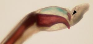 Selbstverteidiger-Knochen