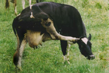cow